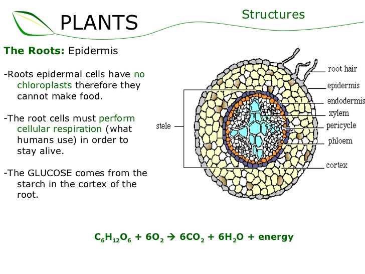 Tissue System in Plants - W3schools
