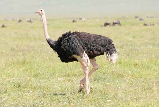 2-2-49-somali-ostrich-struthio-molybdophanes-by-bob-nan.jpg
