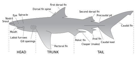 475px-Parts_of_a_shark.svg.png