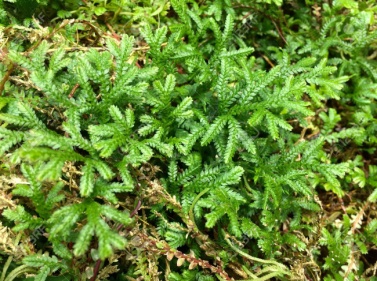 77846277-asian-spikemoss-selaginella-plana.jpg