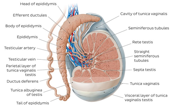 Anatomy of Testis and Ovary - W3schools