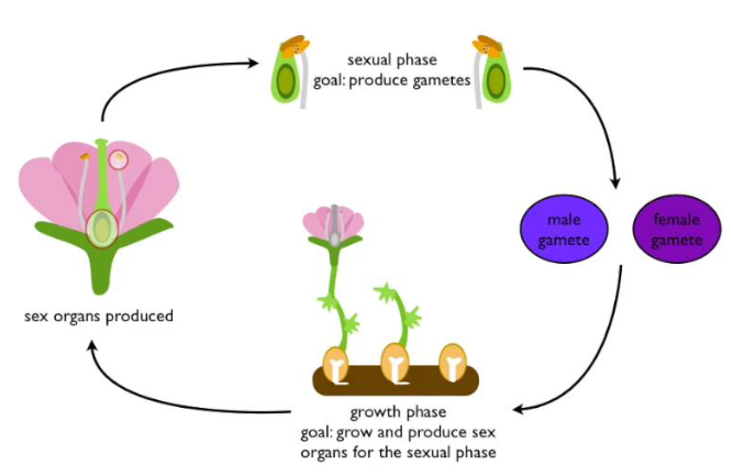 Life Cycle Alternation of Generation W3schools