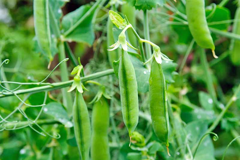 A-Crisp-Harbinger-of-Summer-Learn-How-to-Grow-Peas.jpg
