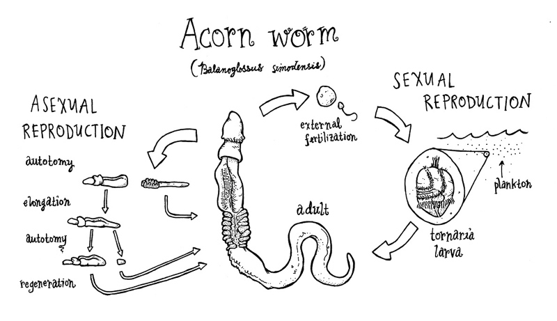 acorn-worm.jpg