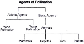 Agents of Pollination