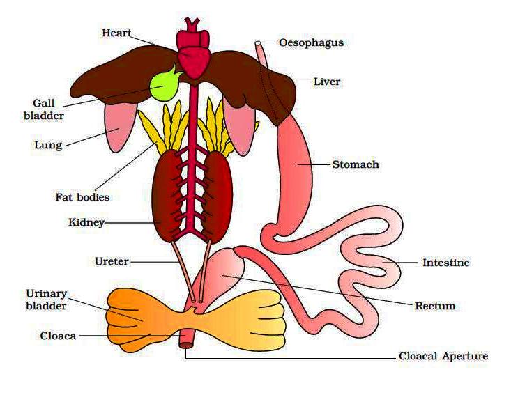 Amphibian-Digestive-System.jpg