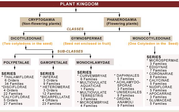 angiosperm-classification.jpeg