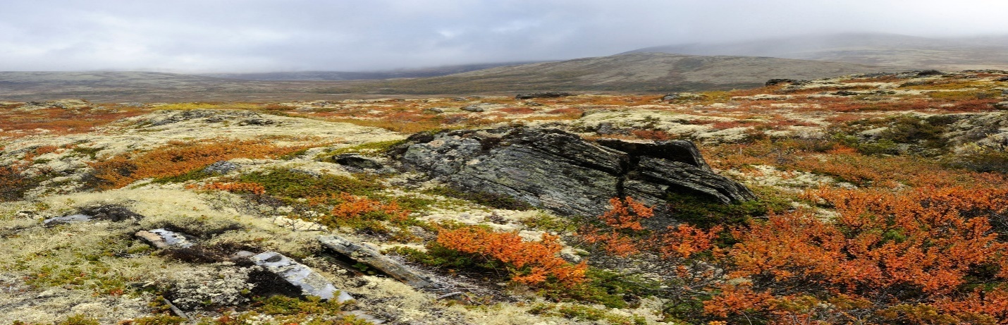 Autumn tundra landscape in Norway, Europe.