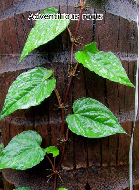Betel-leaf-roots.jpg