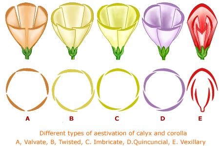 bracteole-clipart-calyx-enlarged-2.jpg