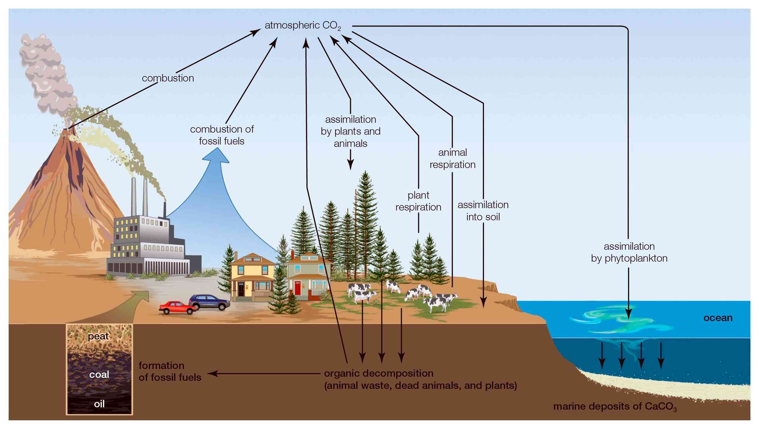 Carbon cycle describes the system whereby atmospheric carbon is sequestered in soil, plantlife, and the ocean
