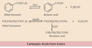 Carboxylic Acid