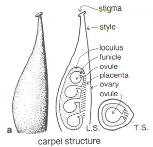 carpel-structure.jpg