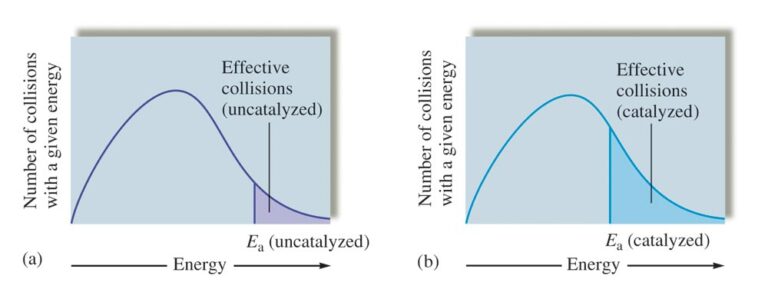 catalyst affecting rate of reaction real life examples