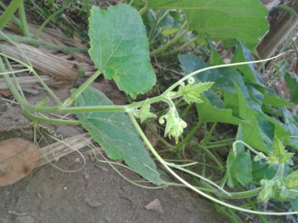 Cucurbita_maxima,_showing_detail_of_decumbent_apex_and_tendrils_attachment._Argentinean_winter_squash_landrace.jpg