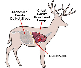 deer-organs.jpg