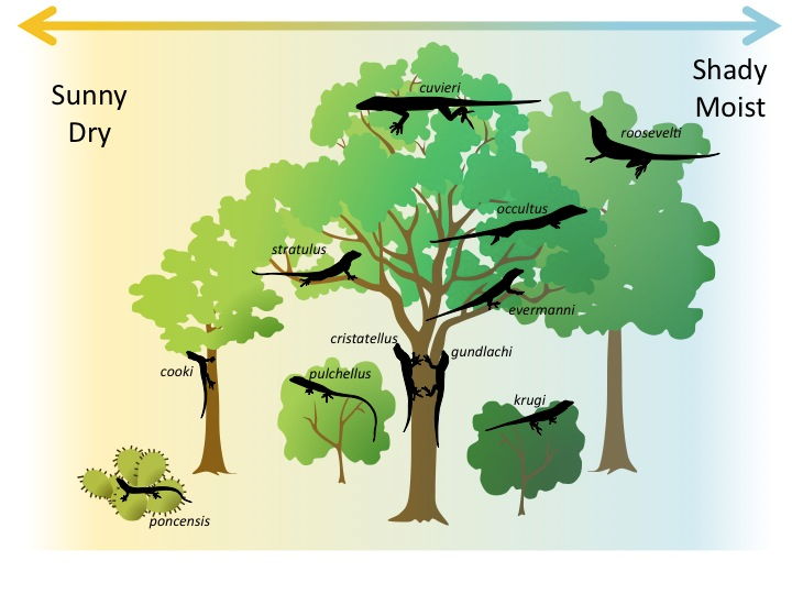 Diagram representing resource partitioning among species of anole lizards. Some live high in a tree, others in the middle, others on the trunk. Other anole species live in bushes or cactuses. Also, some species live in a sunnier, drier environment, while others live in a shadier, moister environment. There are 11 species pictured in all, each with a slightly different type of environment it occupies.