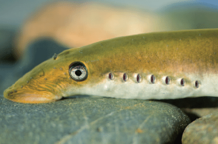 European-river-lamprey-Lampetra-fluviatilis-captured-during-its-upstream-migration-at.png