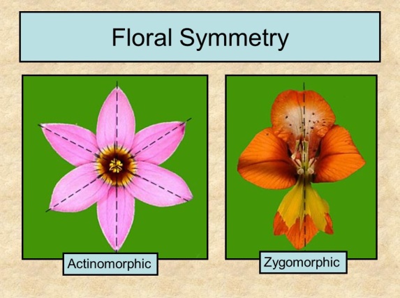 Floral+Symmetry+Actinomorphic+Zygomorphic.jpg