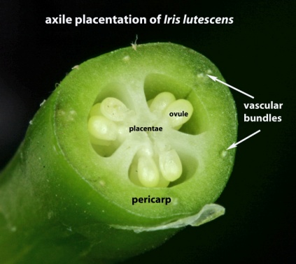 glossIrisLutescens_OvaryXsect.jpg