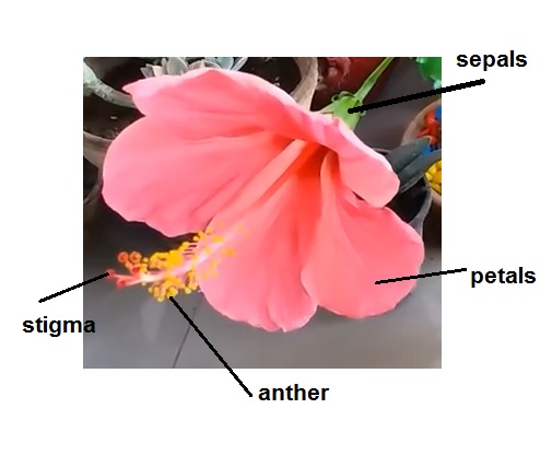 hibiscus-label.jpg
