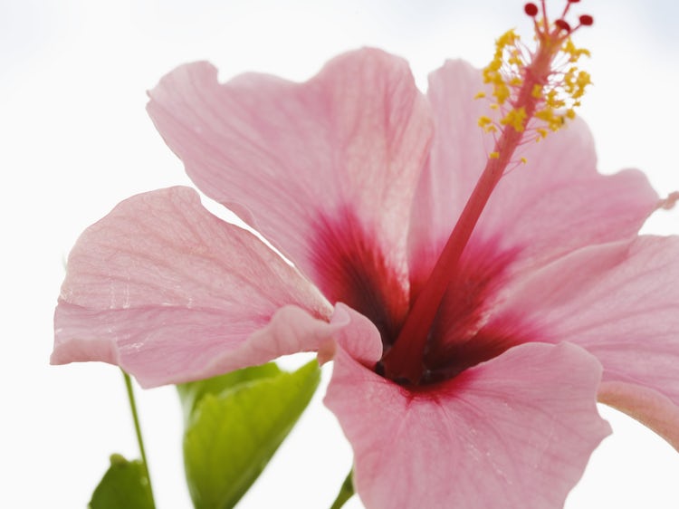 hibiscus-tea-blood-pressure.jpg