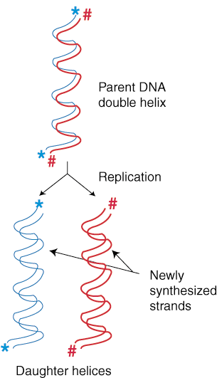 http://img.sparknotes.com/figures/A/a0d1b3a1aaed46e29034f996722dd1a1/semiconservation.gif