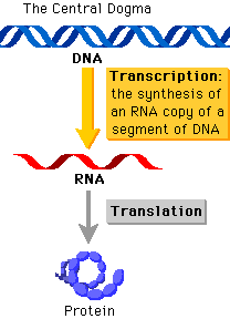 http://www.phschool.com/science/biology_place/biocoach/transcription/images/centdog.gif