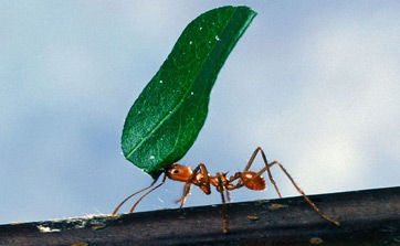 https://study.com/cimages/multimages/16/Worker_ant_carrying_leaf.jpg