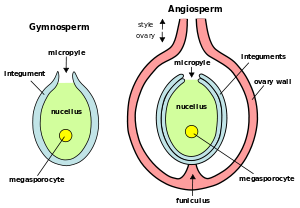 https://upload.wikimedia.org/wikipedia/commons/thumb/3/36/Ovule-Gymno-Angio-en.svg/300px-Ovule-Gymno-Angio-en.svg.png