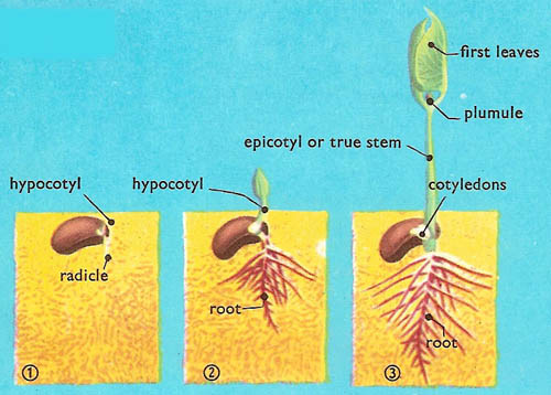 hypogeal_germination.jpg