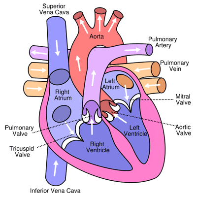 i99_human_heart_diagram.gif
