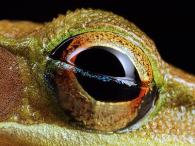 Image result for amphibians nictitating membrane