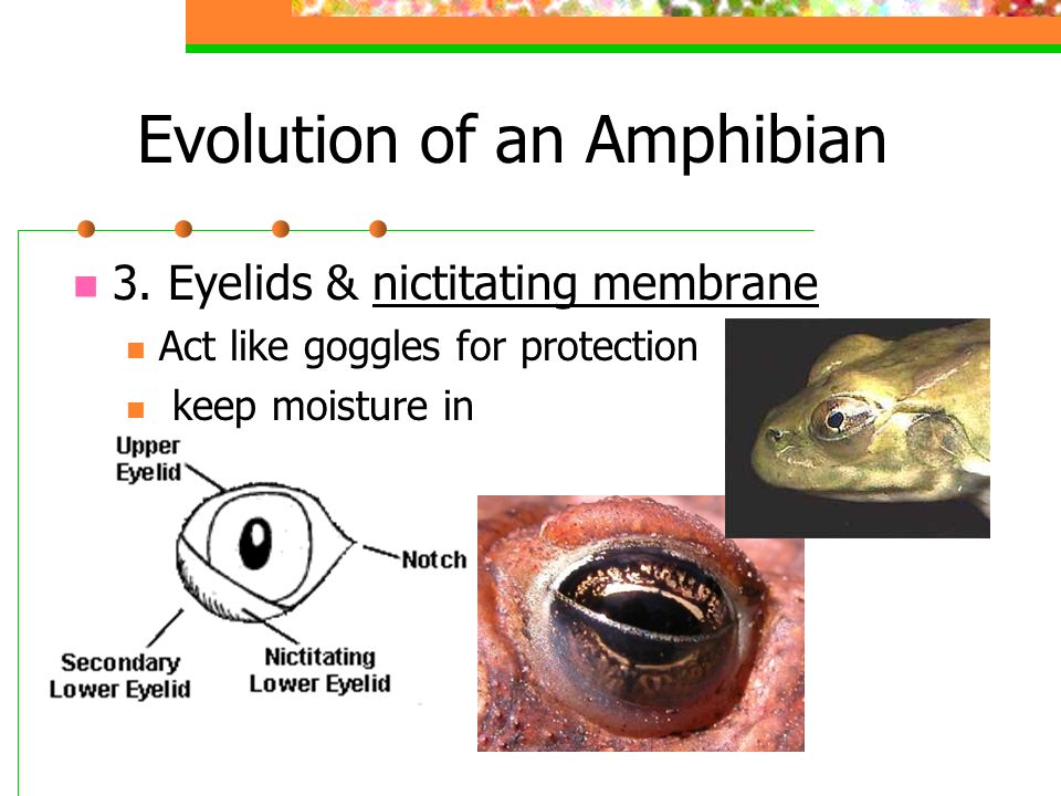 Image result for amphibians nictitating membrane