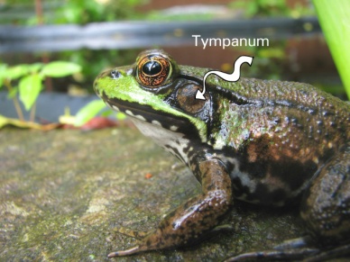 Image result for amphibians tympanum