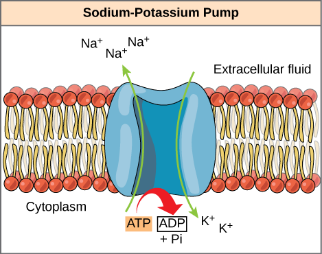 Image result for biological importance of sodium