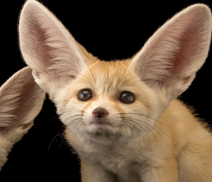 Image result for fennec fox