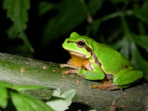 Image result for Hyla frog flickr