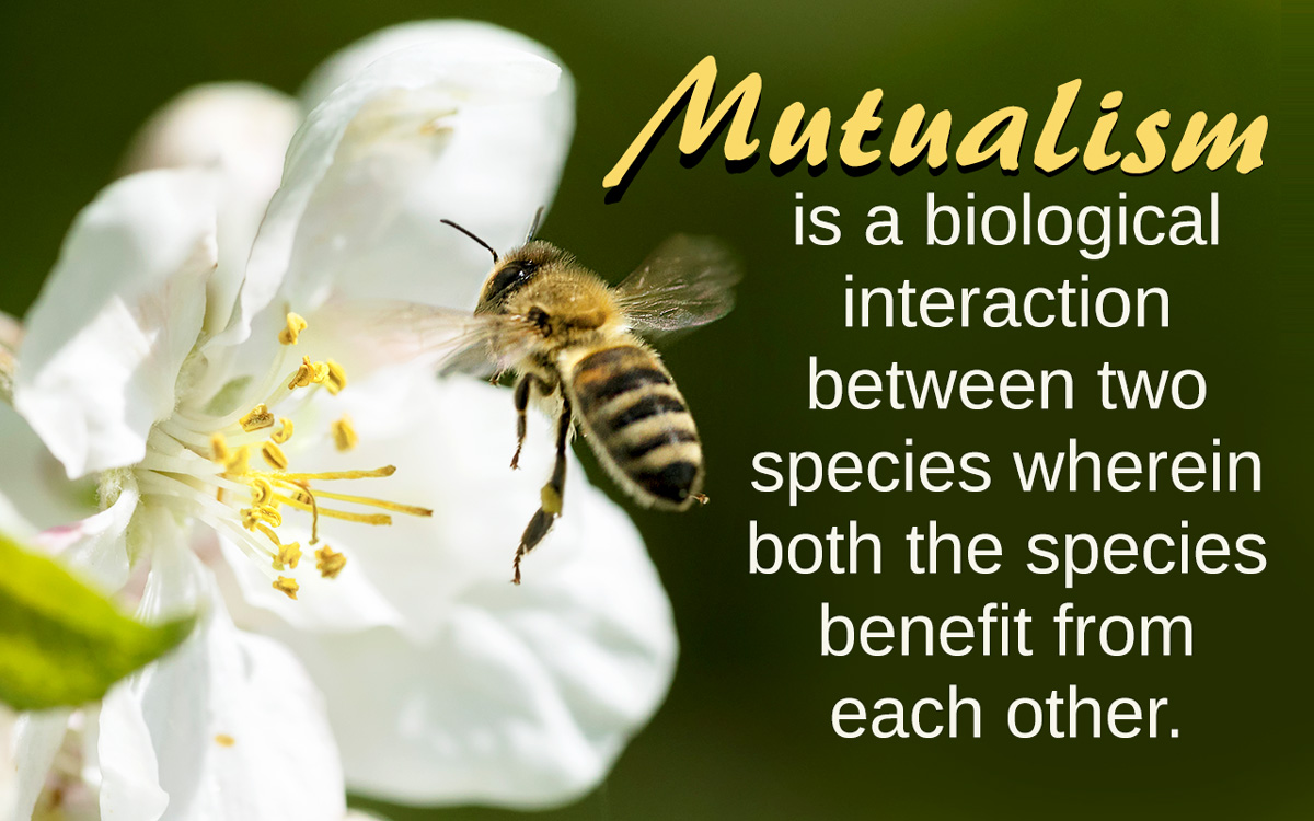 Image result for images of mutualism