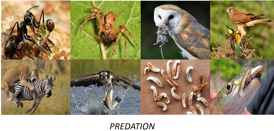 Image result for Predation