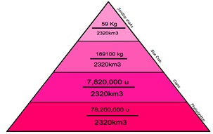 Image result for pyramid of biomass example