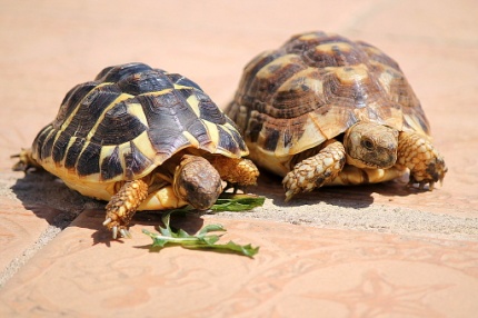 Image result for Testudo  turtle flickr
