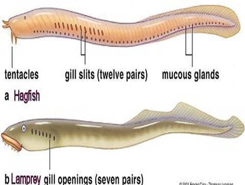 lamprey-hagfish[2].jpg