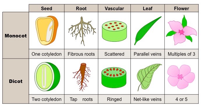 monocot-vs-dicot_med.jpeg