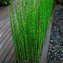 Moso-Bamboo_130x.jpg