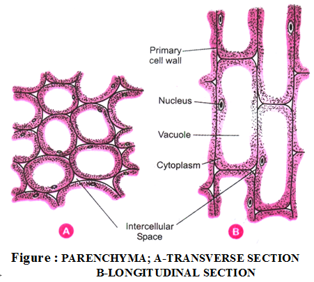 parenchyma-tissue.png
