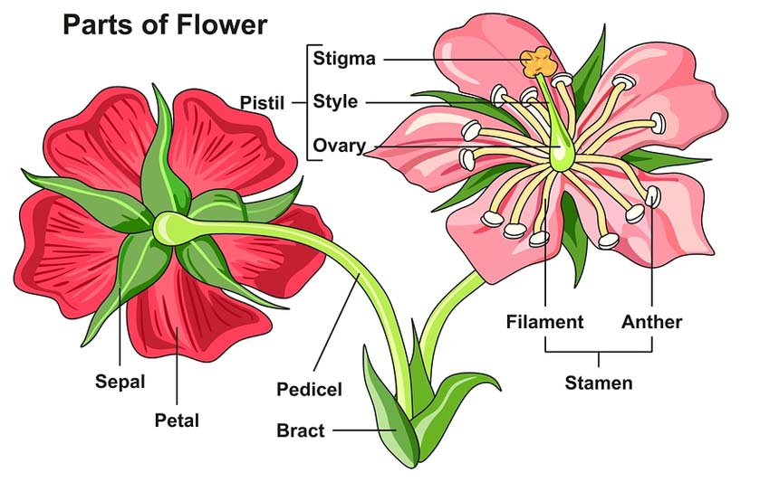 Parts-of-a-Flower.jpg