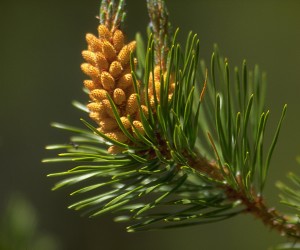 pine-300x250.jpg