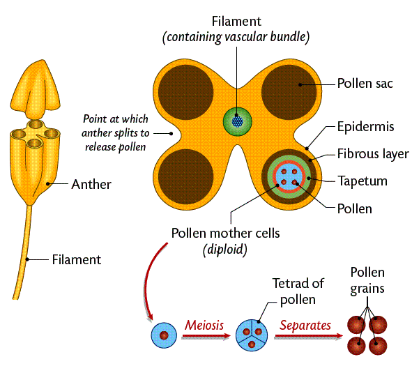 pollen-formation.gif