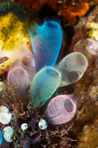 sea-squirts-on-a-reef-georgette-douwmascience-photo-library.jpg